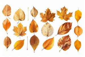 Assortment of autumn leaves isolated on white photo