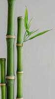 Green Bamboo Stalks With Leaves photo