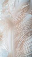 White Feather Texture Detail photo