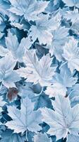 Blue Frosted Maple Leaves photo