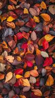 Colorful Autumn Leaves Pile photo