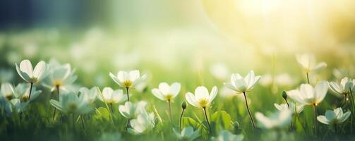 Fresh spring growth banner, vivid nature background with new flowers blooming photo