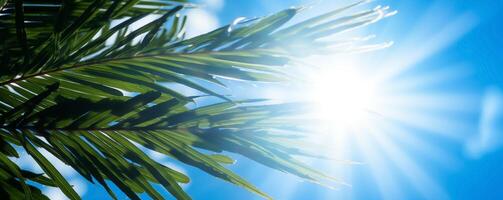 Tropical palm leaves against the sun in a clear blue sky banner background photo
