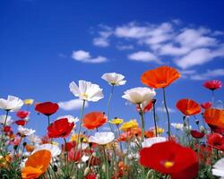 Striking field of white and red poppies under a deep blue summer sky photo