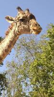 Giraffe im Zoo video