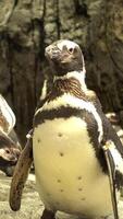 Beautiful Penguin on Rocks video