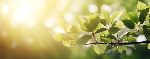 Sunlight streams through green leaves banner with a warm glow photo