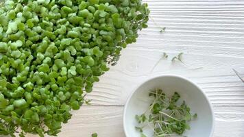 Containers with radish green microgreen sprouts on table. video