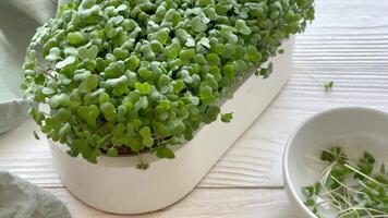 Behälter mit Rettich Grün mikrogrün Sprossen auf Tisch. video