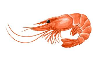 Illustration, a shrimp, isolated on white background. vector