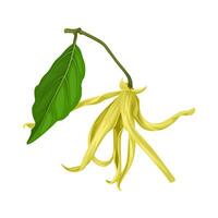 Illustration, Cananga odorata, known as ylang-ylang or cananga tree, isolated on white background. vector