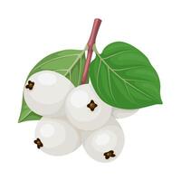 Illustration, Symphoricarpos, commonly known as snowberry, waxberry, or ghostberry, isolated on white background. vector