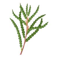 Illustration, Comptonia peregrina, commonly called sweetfern, isolated on white background. vector