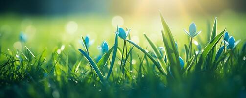 Radiant spring banner showcasing blue flowers and lush green grass photo