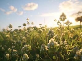 White clover flowers bask in the warm glow of a summer sunset photo