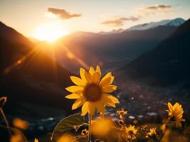 girasol frente a el puesta de sol en un montaña Valle durante un pacífico verano noche foto