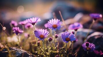 púrpura flores silvestres brillante en dorado puesta de sol ligero en un rocoso terreno foto