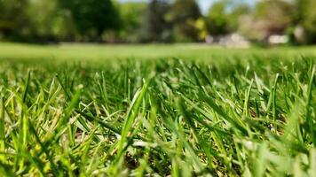 stänga upp av vibrerande grön gräs med en suddig parkera bakgrund, symboliserar springtime och jord dag, perfekt för natur och miljö- begrepp video