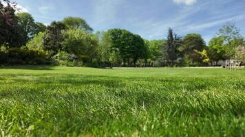 weelderig groen park landschap met vers gras Aan een zonnig dag, ideaal voor voorjaar en zomer buitenshuis activiteiten, aarde dag feesten, en ontspanning thema's video