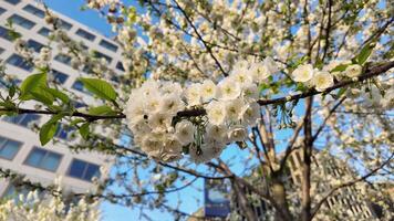 beschwingt Weiß Kirsche Blüten im voll blühen gegen ein klar Blau Himmel, Signalisierung das Ankunft von Frühling und das japanisch Hanami Festival video