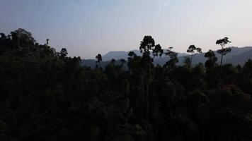 Aerial view of the lush, verdant landscape of the Annamite Range in Vietnam, showcasing the natural beauty and biodiversity of the region at twilight video