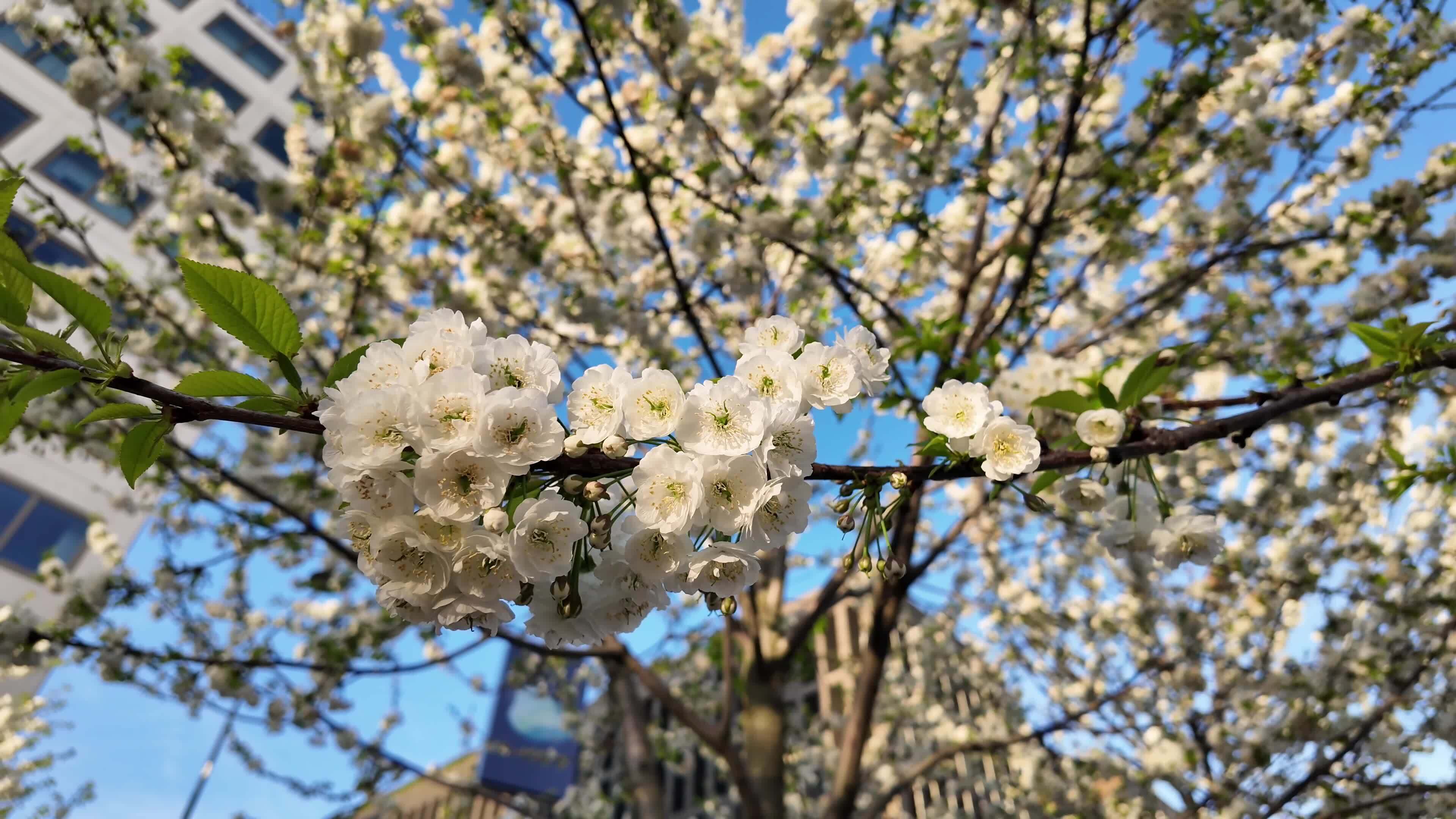 Blossoming white flowers on a tree branch with a blurred urban