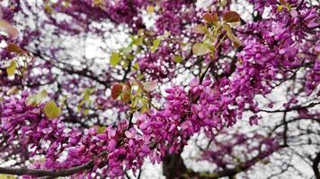 Vibrant pink blossoms on a tree, symbolizing spring renewal and related to concepts like Earth Day and Hanami Japanese cherry blossom viewing video