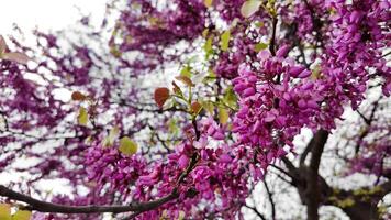 vibrante púrpura redbud árbol flores en lleno floración, señalización el llegada de primavera, a menudo asociado con Pascua de Resurrección y tierra día celebraciones video