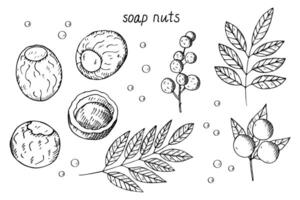 Soap nuts Sapindus plant hand drawn engraved sketch with fruit, branch, leaves, soap bubble. Illustration on isolated background. For print, label, design, card, logo, sign. Beauty and cosmetic vector