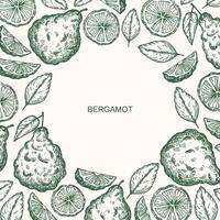 Bergamot engraved sketch border background. Hand drawn illustration with citrus plant. Vintage texture label with Seville orange bergamot tree fruit, leaf. Food ingredient, essential oil, herb vector