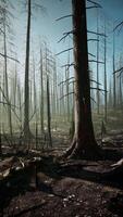 Towering Trees in a Regenerating Forest video