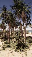 Palma árvores agrupado em de praia video