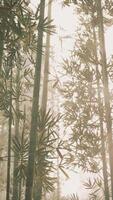 Sunlight Filters Through Trees in Bamboo Forest, vertical video