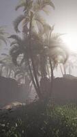 palma albero silhouette nel nebbioso paesaggio video