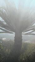 palma árbol en pie en niebla en colina video