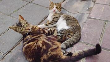 dos gatos acostado en hormigón piso mirando a cámara imágenes. video