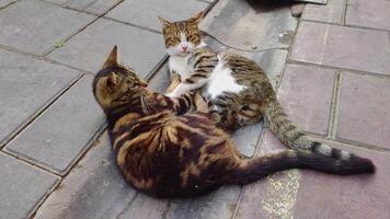 dois gatos em repouso deitado em a concreto chão imagens de vídeo. video