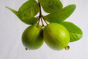 Guava isolated. Collection of guava fruit with yellowish green skin and leaves isolated on white background with. photo