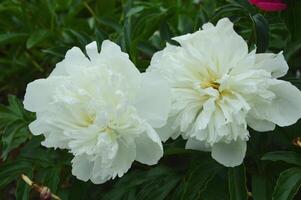 White flowers of lush peonies bloom against a background of green leaves in the park. Summer spring flowers. photo