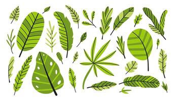 Collection of colorful tropical leaves vector