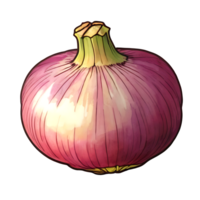 onion on a transparent background png