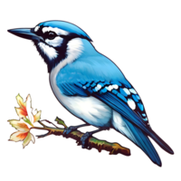 blue jay bird clipart png