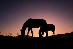 horse grazing in the meadow and sunset background in summertime photo