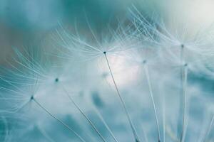 Beautiful dandelion flower seed in springtime, blue background photo