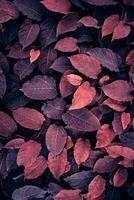 red plant leaves in the garden in autumn season, autumn leaves photo