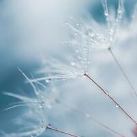 Romantic dandelion seed in springtime, blue background photo