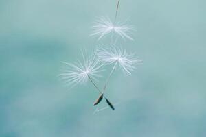 Beautiful dandelion flower seed in springtime, blue background photo