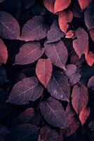 red plant leaves in the garden in autumn season, autumn leaves photo