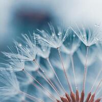 drops on the dandelion flower seed in springtime, blue background photo