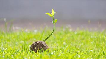 Young sprout growing from dry Cerbera odollam seed on green lawn with blurred background photo